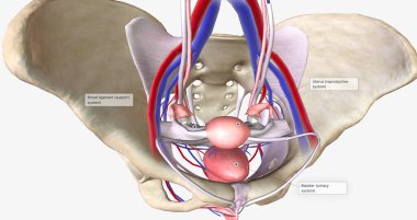 The female pelvis is a bowl-shaped cavity within the hip bones that contains reproductive, urinary, and digestive organs 3D rendering