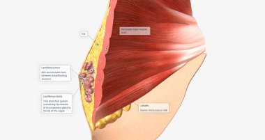 The female breast is composed of specialized glandular tissue, ducts, and fat, with an underlying layer of muscle. 3D rendering