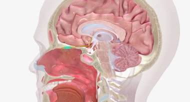 Smell refers to the perception of odorants (molecules) that are perceived as odors by the brain. 3D rendering