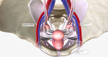 The female pelvis is a bowl-shaped cavity within the hip bones that contains reproductive, urinary, and digestive organs 3D rendering