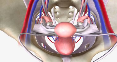 The female pelvis is a bowl-shaped cavity within the hip bones that contains reproductive, urinary, and digestive organs 3D rendering
