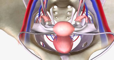 The female pelvis is a bowl-shaped cavity within the hip bones that contains reproductive, urinary, and digestive organs 3D rendering clipart