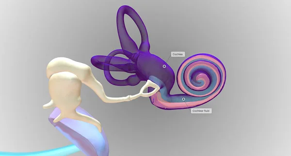 In the inner ear, sound waves move into a fluid-filled, spiral bone called the cochlea.3D rendering
