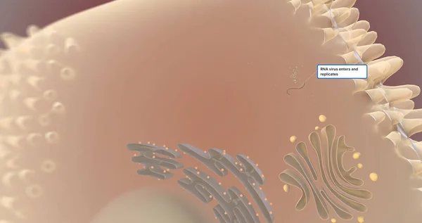 Auf Zellulärer Ebene Dringt Das Hepatitis Virus Hav Leberzellen Hepatozyten — Stockfoto