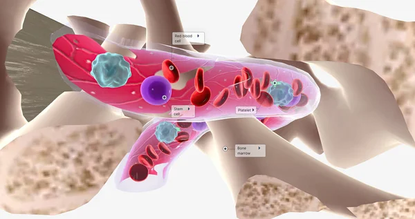 Major Function Bone Marrow Produce Blood Cells Rendering — Foto de Stock