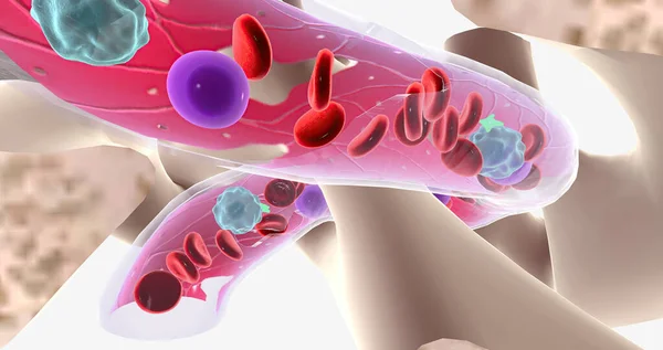 The major function of bone marrow is to produce blood cells. 3D rendering