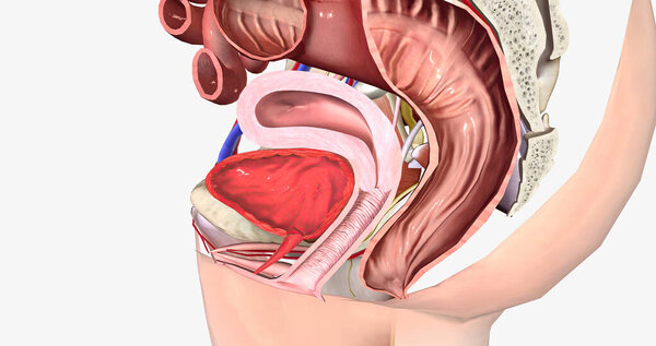 Grade 0 is characterized by the normal anatomical position of both the rectum and the vagina, with no bulging present. 3D rendering