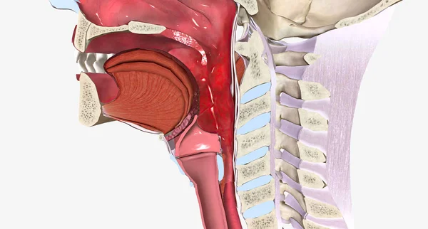 Sore throat is pain caused by irritation to the lining of the pharynx. 3D rendering