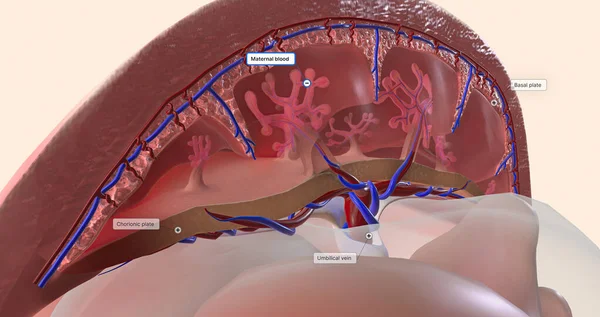 The placenta is an organ that develops within the uterus during pregnancy. 3D rendering