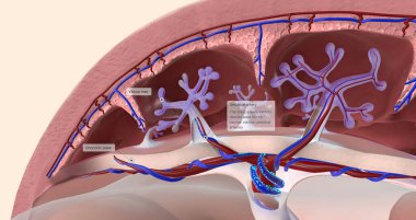 Carbon Dioxide is Expelled from the Fetus into the Placenta 3D rendering