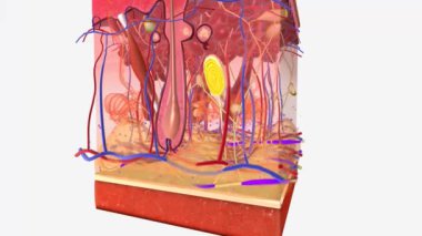 Doygunluk Sinyali Leptin Salgısı Dokuları Adize Et