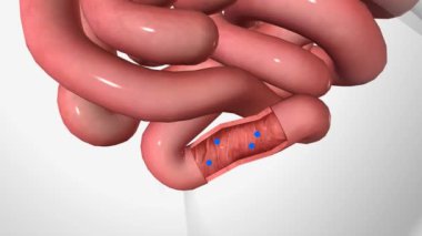 Ileum 'da İçsel Faktör ve B12