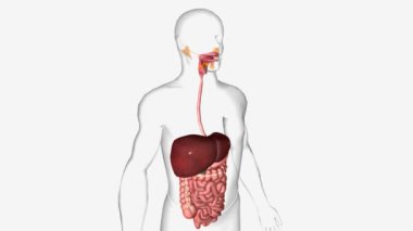 Sindirim sistemi, karaciğer, pankreas ve safra kesesi gibi gastrointestinal ve beze organlarından oluşur..