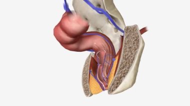 Anal kanal birkaç perianal boşlukla çevrilidir: deri altı, submukozal, sfinkterik, ischioanal (rektal) ve pelvis kemiği.