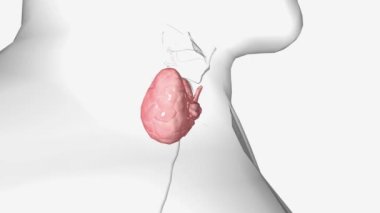 Tiroid nodülleri, tiroidinizde oluşan katı ya da sıvı dolu topaklardır. Boynunuzun tabanında bulunan küçük bir bezdir.