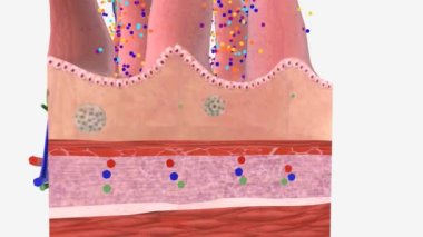 Sağlıklı mikrobik denge, bağırsak yolu mukozası.