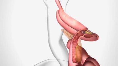 Duodenum 'da İçsel Faktör ve B12