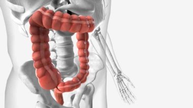 Kalın bağırsak ya da kalın bağırsak.