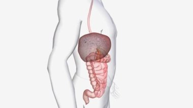 Glikoz Üretimi ve Salımı