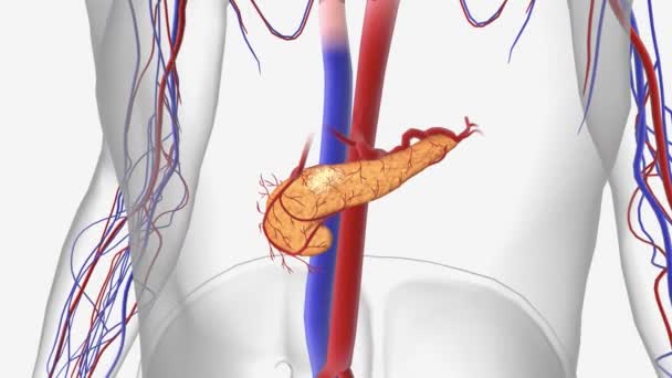 Etapa Cancerul Pancreatic Animație — Videoclip de stoc