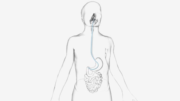 Egdという食道十二指腸鏡検査は 上部消化管を検査する簡単な手順です — ストック動画
