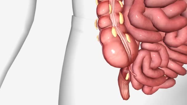 Digestion Saine Colon Animation — Video