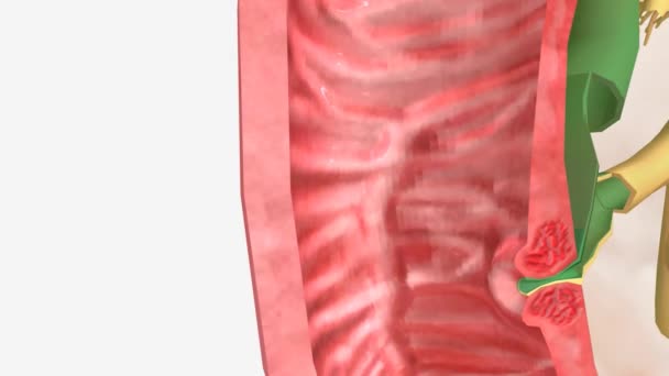 Pankreas Anatomisi Hepatopancreatic Ampulla Animasyon — Stok video
