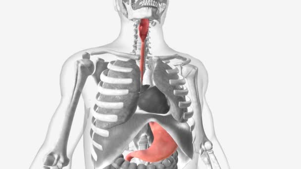 食道は喉から胃に食べ物や液体を運ぶ中空の筋肉チューブです — ストック動画