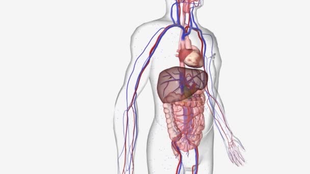 Hipoglikemia Berulang Meningkatkan Glukoneogenesis Hati Tanpa Mempengaruhi Metabolisme Glikogen Atau — Stok Video