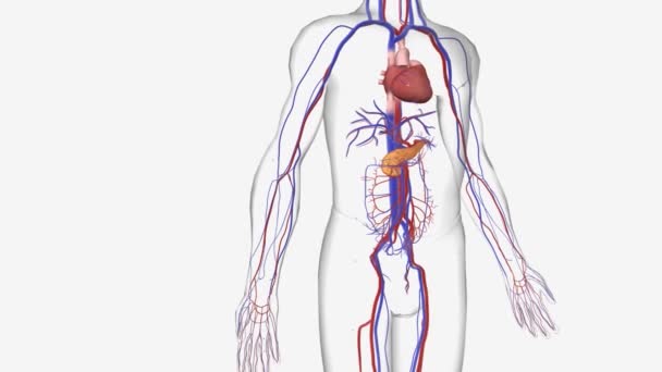 Hipercalcemia Uma Condição Que Nível Cálcio Seu Sangue Está Acima — Vídeo de Stock