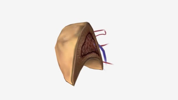 副腎腺とも呼ばれる副腎腺は それぞれの腎臓の上に位置する小さく三角形の腺です — ストック動画