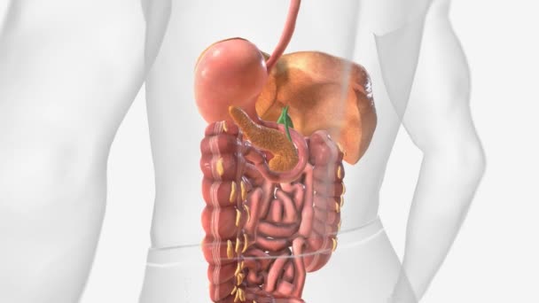 Animacja Bezalkoholowej Choroby Wątroby Tłuszczowej — Wideo stockowe