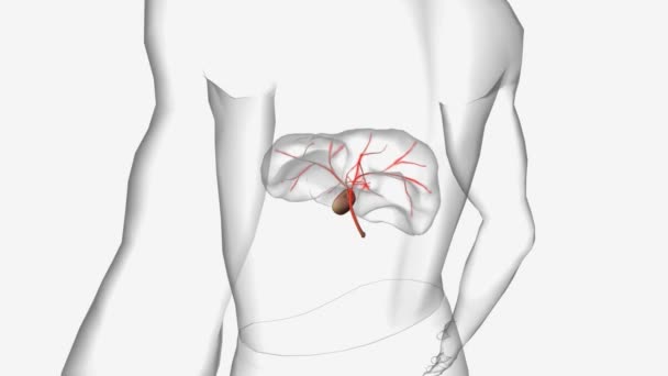 原发性胆管炎肝硬化3D动画 — 图库视频影像
