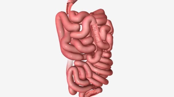 小腸間断面3D — ストック動画