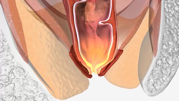 Здорова Анатомія Зовнішній Анальний Сфінктер — стокове відео