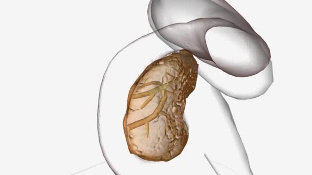 胰腺囊性纤维化 — 图库视频影像