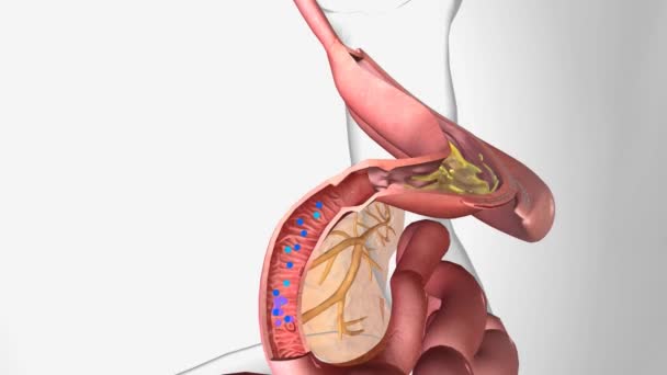 十二指肠的内源性因子和B12 — 图库视频影像