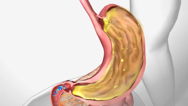 B12和十二指肠 胃的固有因素 — 图库视频影像