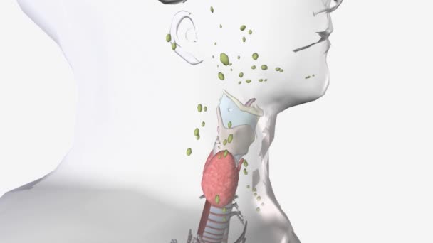 甲状腺のリンパ排水 — ストック動画
