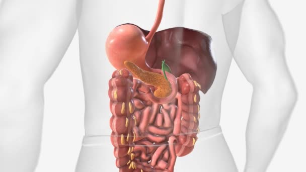 腹腔の右上 横隔膜の下 右腎臓 腸の上に肝臓があります — ストック動画