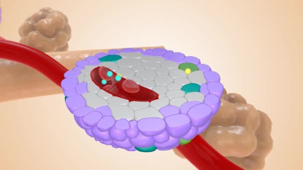 タイプ1糖尿病インスリン産生3Dアニメーション — ストック動画