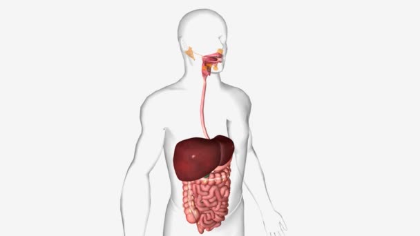 Digestive System Made Gastrointestinal Tract Glandular Organs Including Liver Pancreas — Stock Video