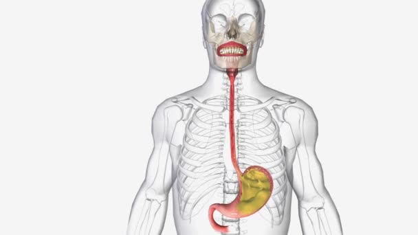 胃酸の逆流は 食道の下部にある括約筋が間違った時に弛緩し 胃の酸が食道に戻ることを可能にするときに発生します — ストック動画
