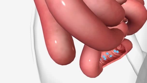 B12和回肠的内在因素 — 图库视频影像
