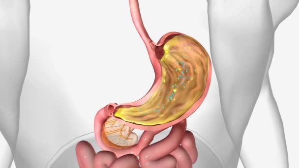 B12 Factor Intrínseco Estómago — Vídeos de Stock