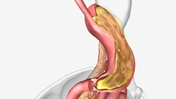 在胃中 盐酸和酶释放维生素B12的游离形式 — 图库视频影像