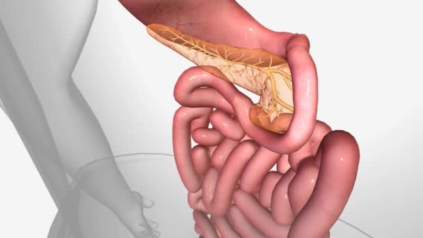 胃のB12 十二指腸 — ストック動画