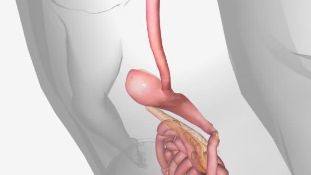 腹部B12食管癌 — 图库视频影像