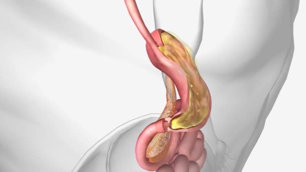 在胃中 盐酸和酶释放维生素B12的游离形式 — 图库视频影像