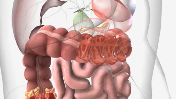 Penyakit Crohns Jaringan Usus Yang Sehat — Stok Video